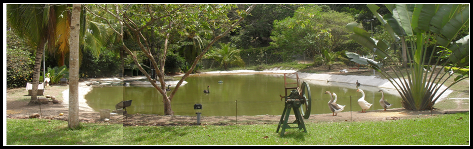 CASO HISTÓRICO BIOLAGOS: BIOTECNOLOGÍA APLICADA RECUPERACIÓN DE LAGO ORNAMENTAL EUTROFICADO